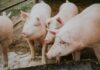 Afrička svinjska kuga – važne informacije za lovce i uzgajivače
